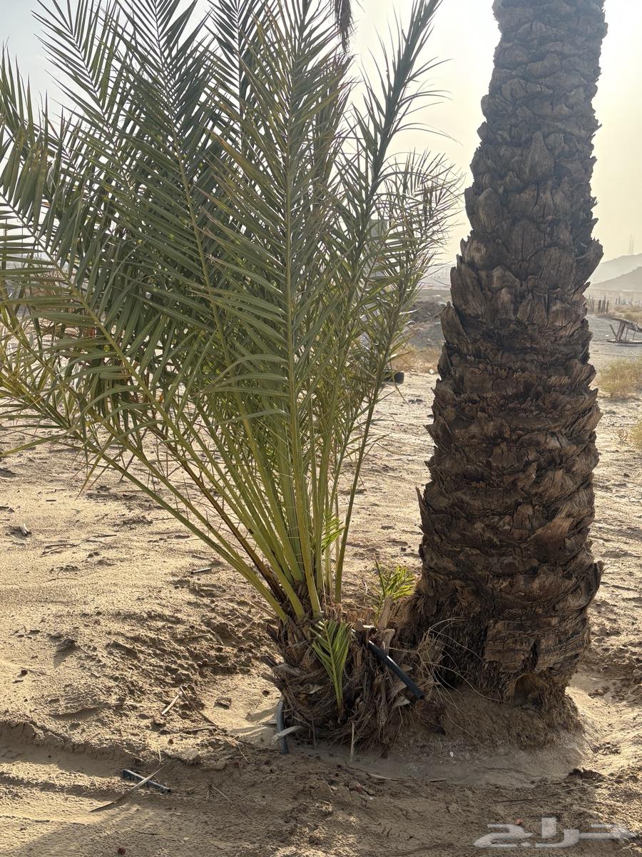 جثايث صفري للبيع64621966953729112