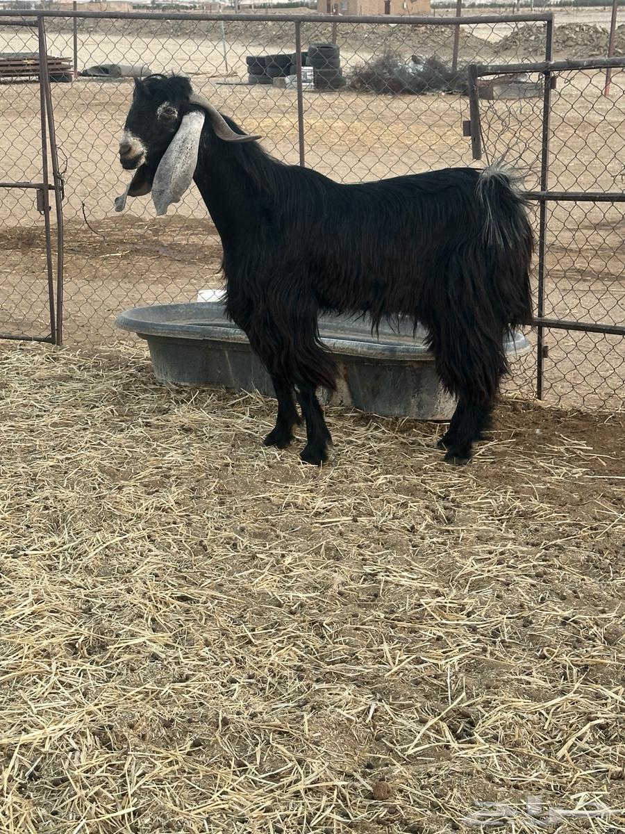 Tibs Rabaa' Conditional64618949721602113