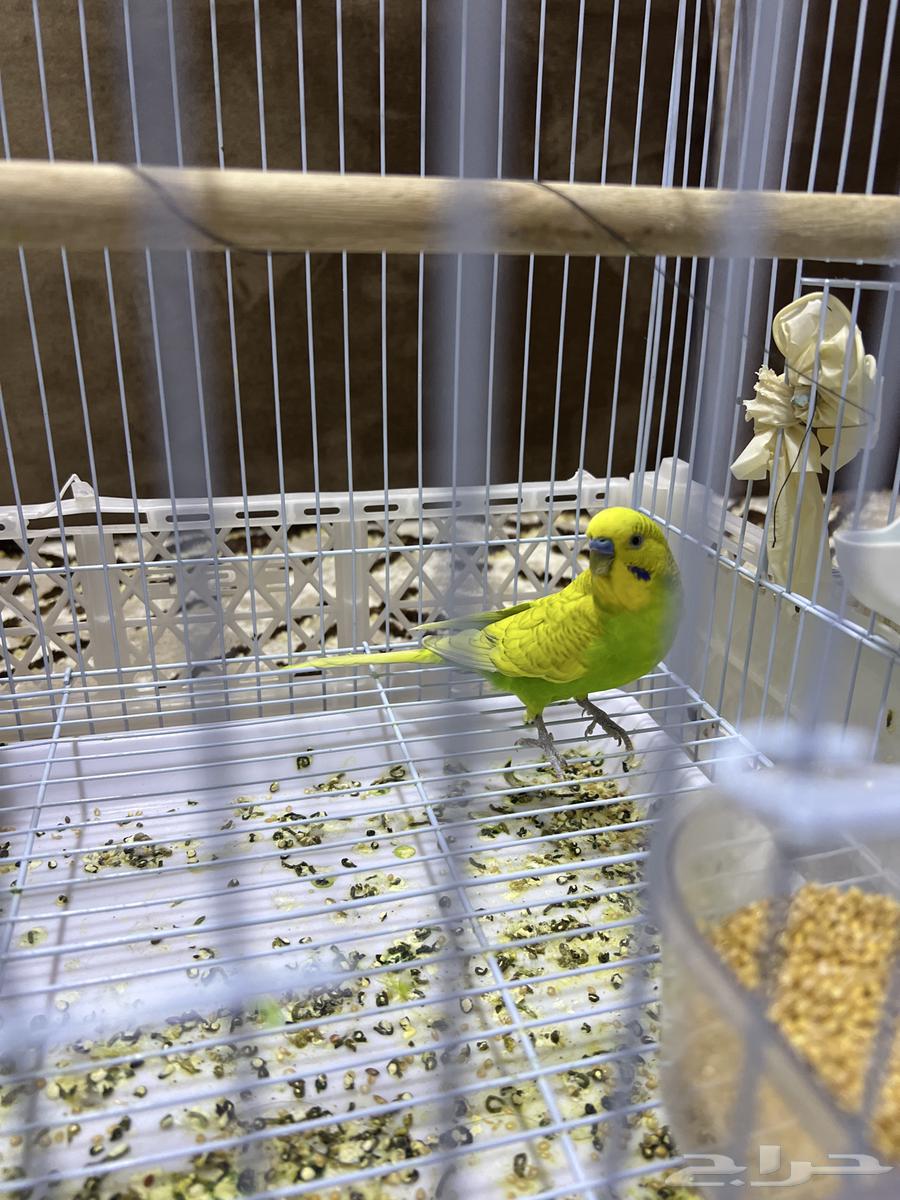 طيور الحب64622762581635112