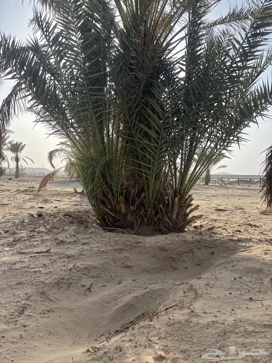 جثايث صفري للبيع64621966953729113