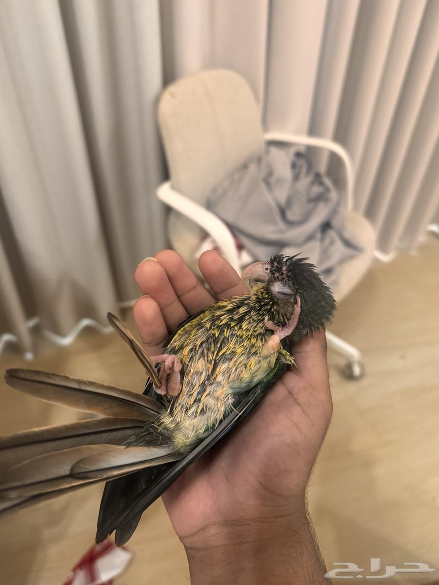 Canary Yellow-Sided Turquoise, Tame, Playful, and Sociable64623814130817110