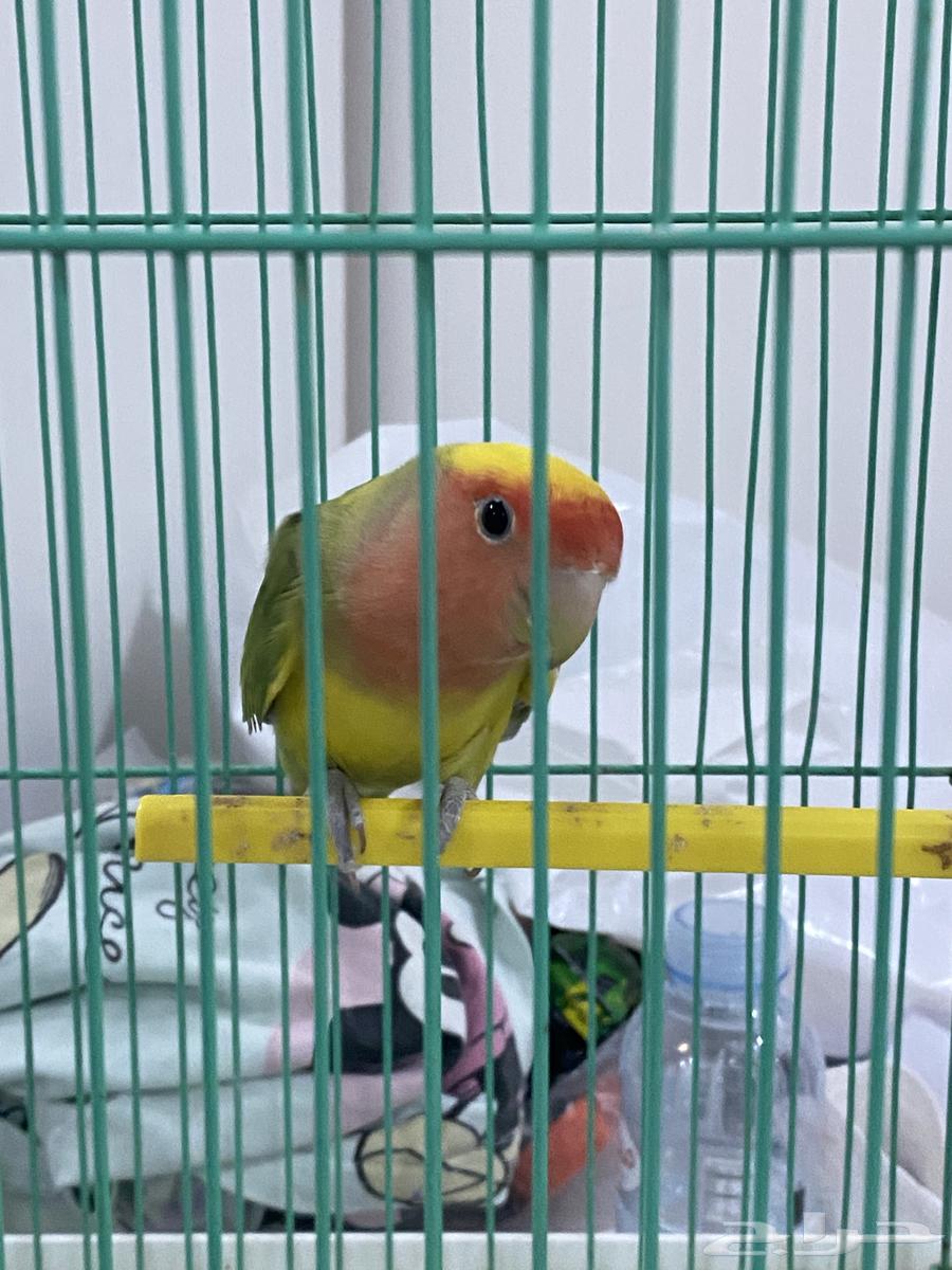 روز انثى للبيع اقبل بدل64621355465730112