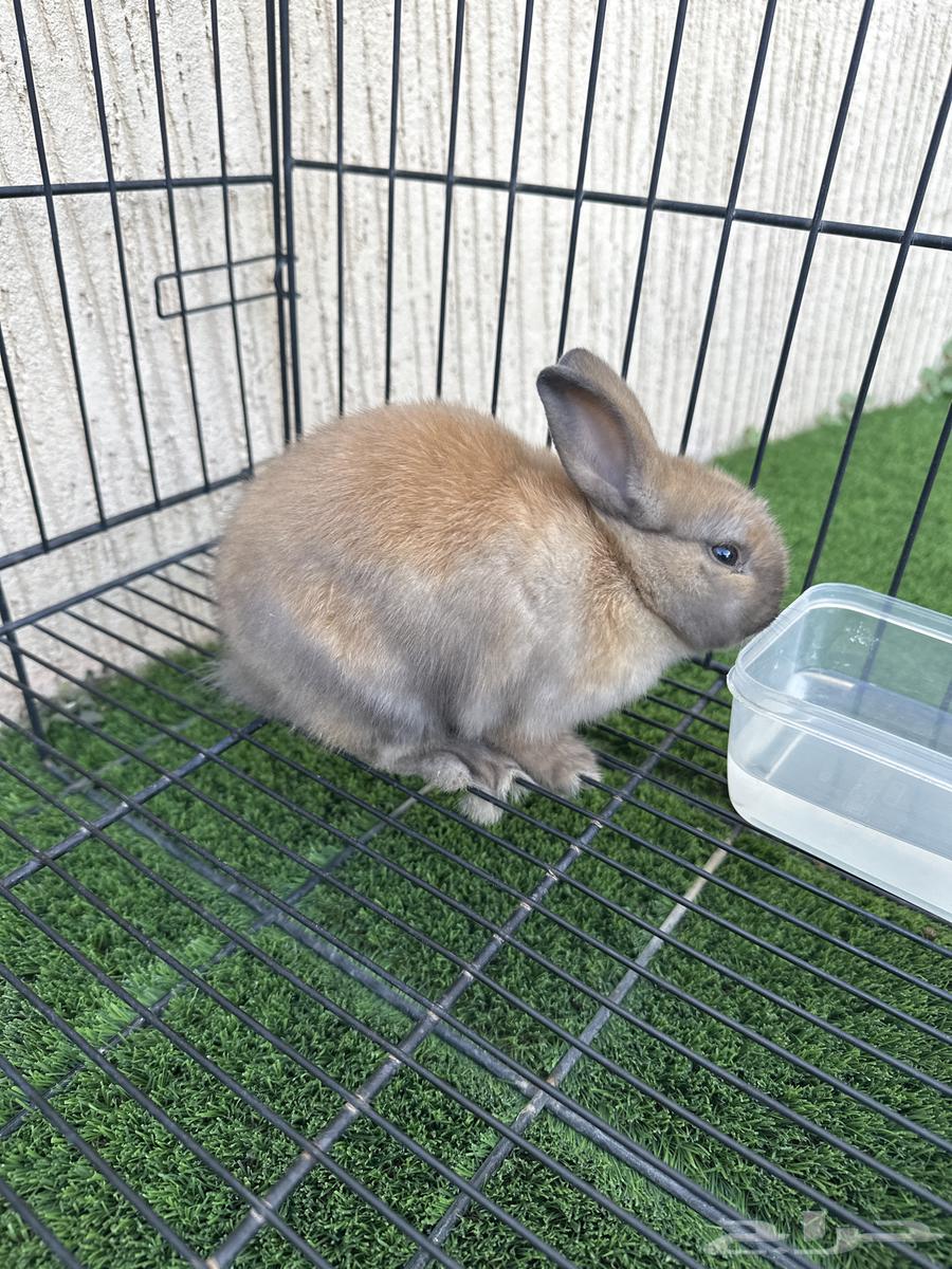 ارانب نذرلاند الهولندية القزمة64622265809409112