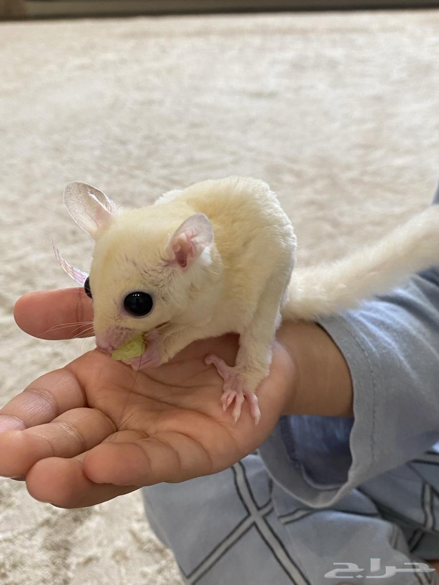 Sugar Glider Squirrel64618827019010112