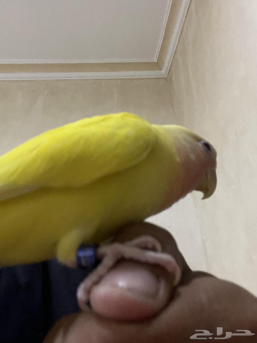 روز أليف للبيع64617962409090111