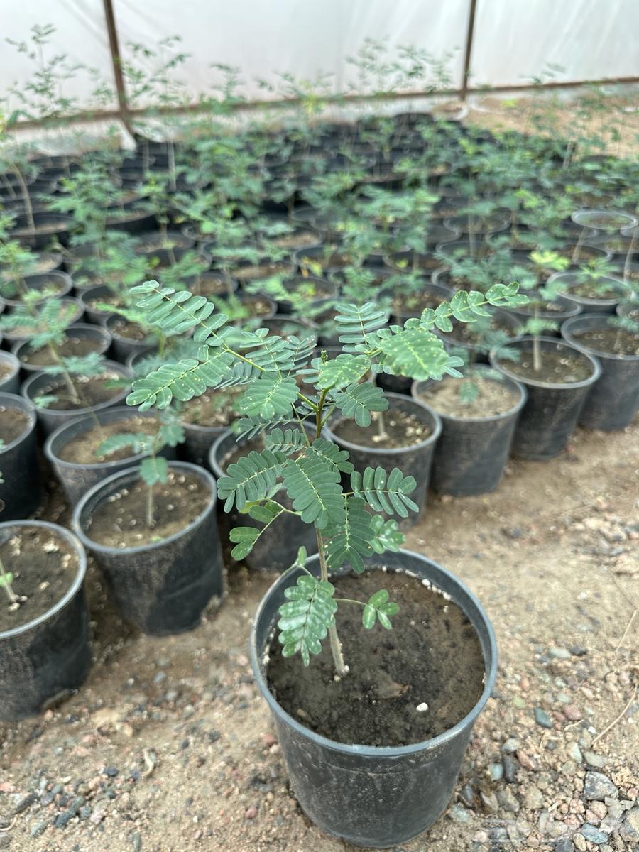 شتلات الرنف البري النادره64621505030787114