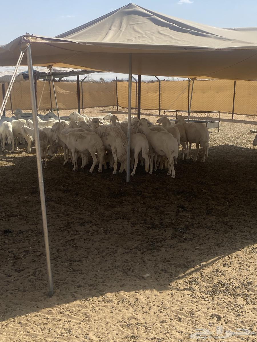80 Harsh sheep from Mraih, including 6 lambs and 6 rams64619705134082111
