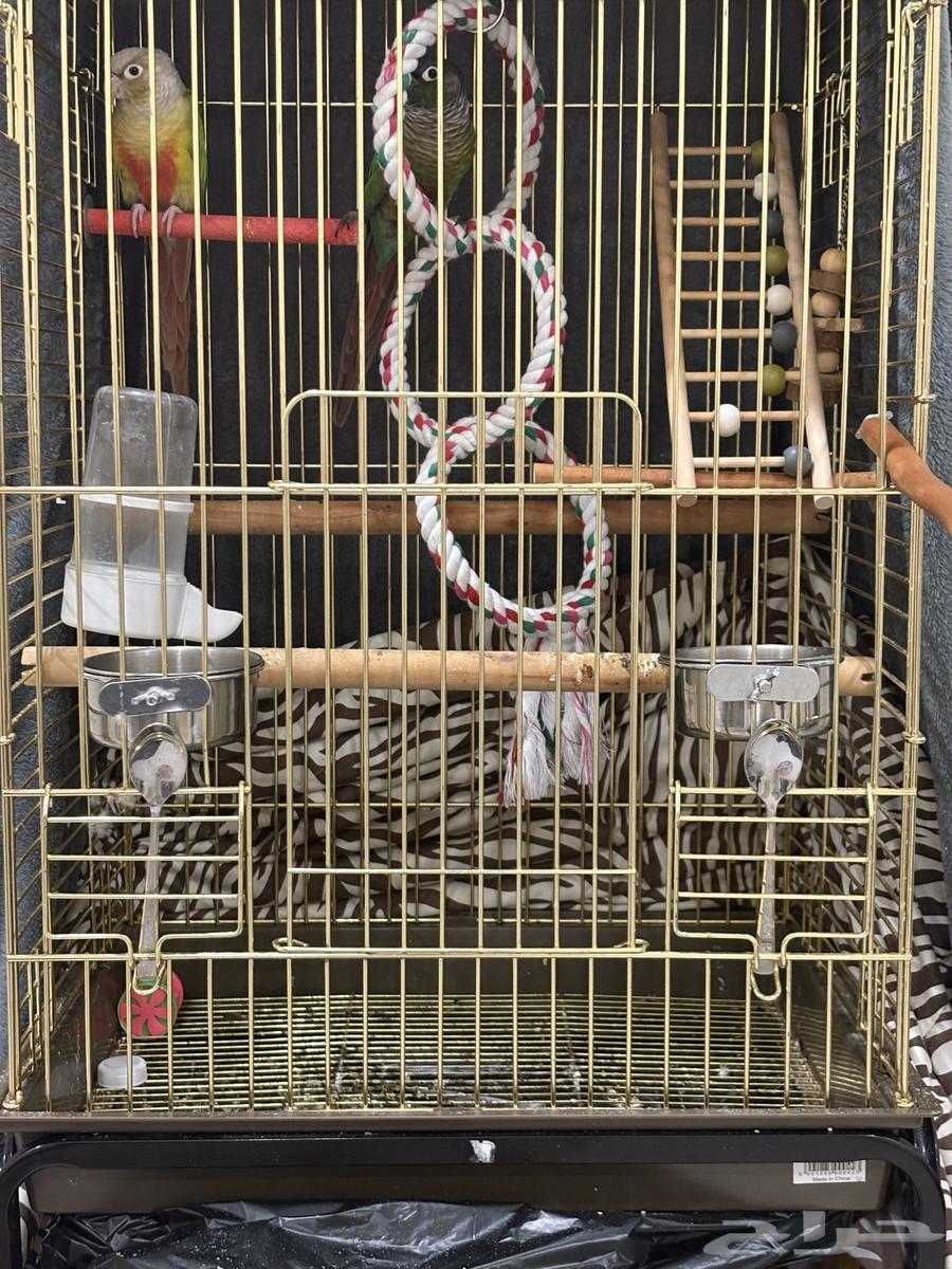 طيرين كنيور هدد داخلي بكامل الملحقات إلفين ولعوبين عمر سنه64621305097347114