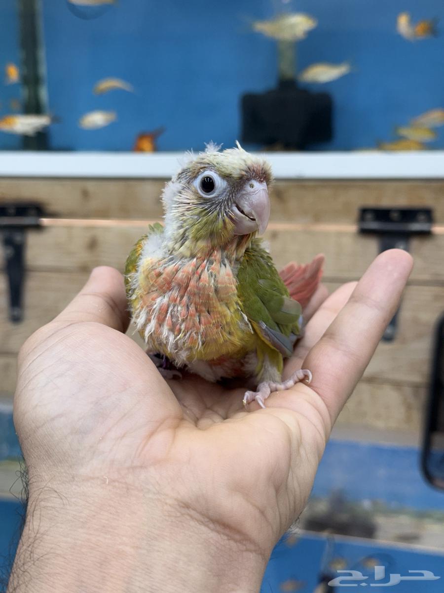 فروخ لوري و كنيور64617502859523114