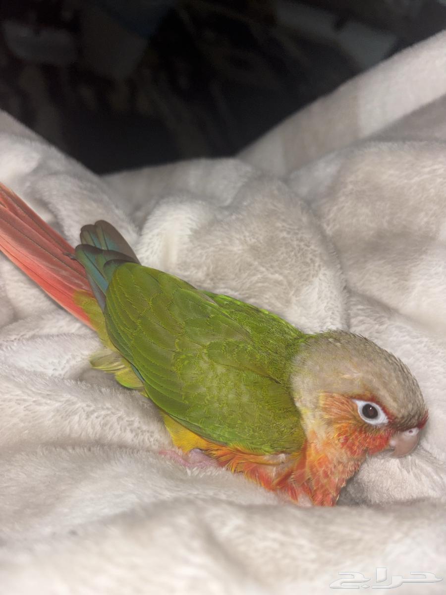 كنيور شبه مفطوم64616628660610110