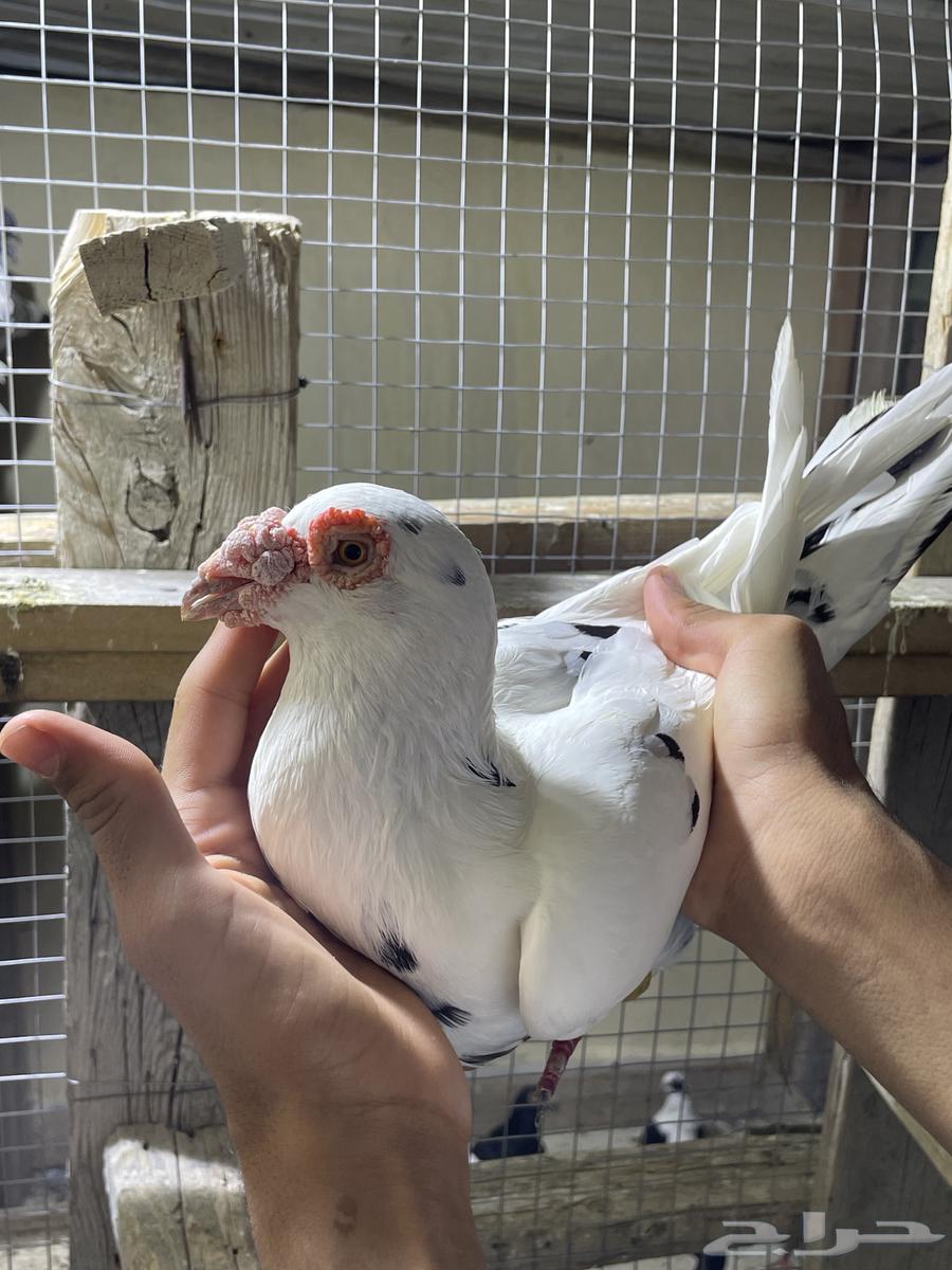 Baghdadi Walnuts64617363539330113