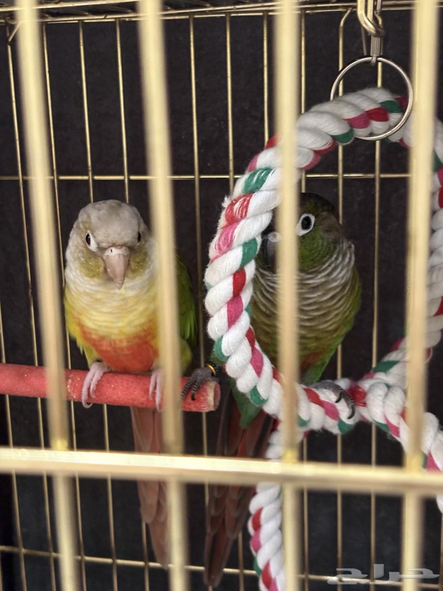 طيرين كنيور هدد داخلي بكامل الملحقات إلفين ولعوبين عمر سنه64621305097347111