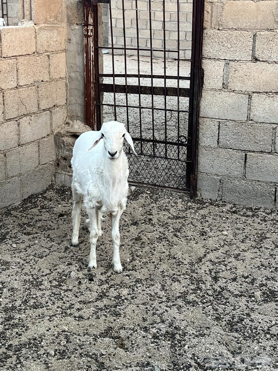 طلي عمره تقريبا 5 شهور ونص.64624524174979113