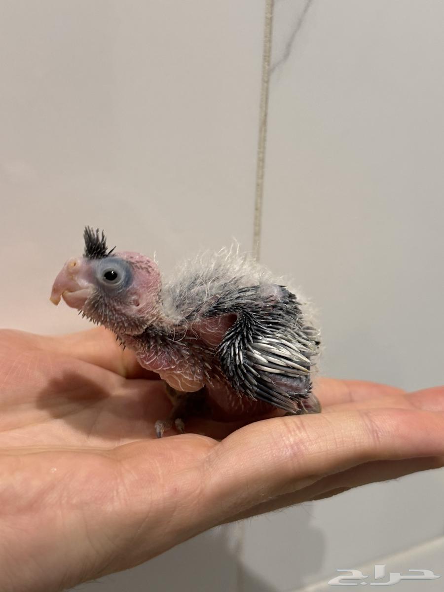 فرخ كروان وايت فيس اليف جدا بداية غر64623293934339110