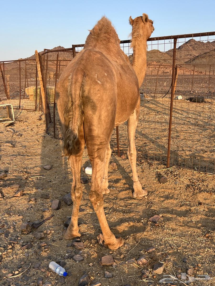 لقحه ساحليه ملاقي باقي لها 15 يوم ب 6600 تم البيع64618227293955113