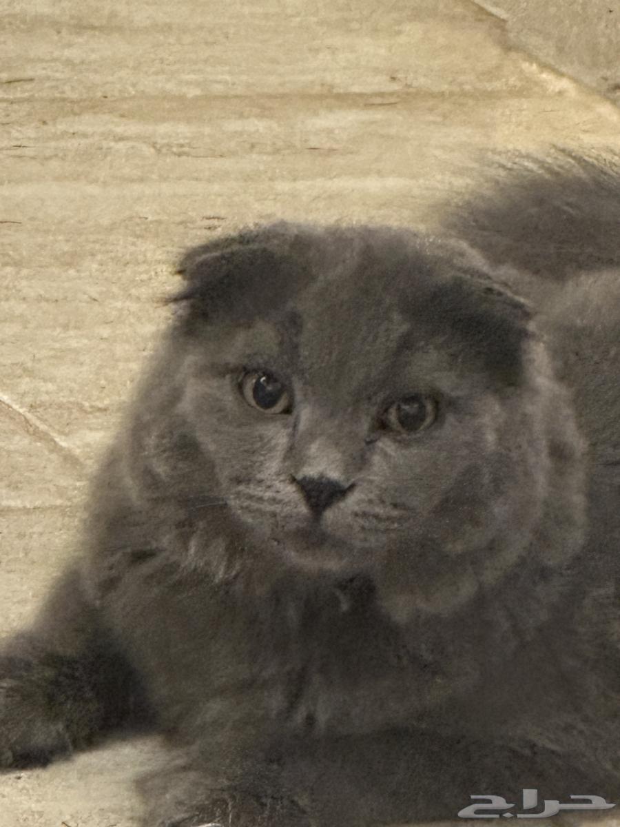 للبيع على السوم   عمره 5 شهور   مو معقم   يحب يلعب64625075207939112
