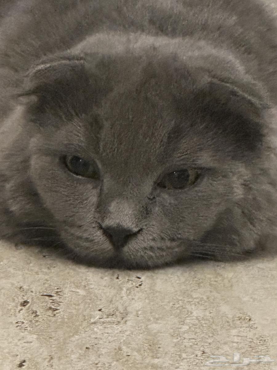 للبيع على السوم   عمره 5 شهور   مو معقم   يحب يلعب64625075207939110