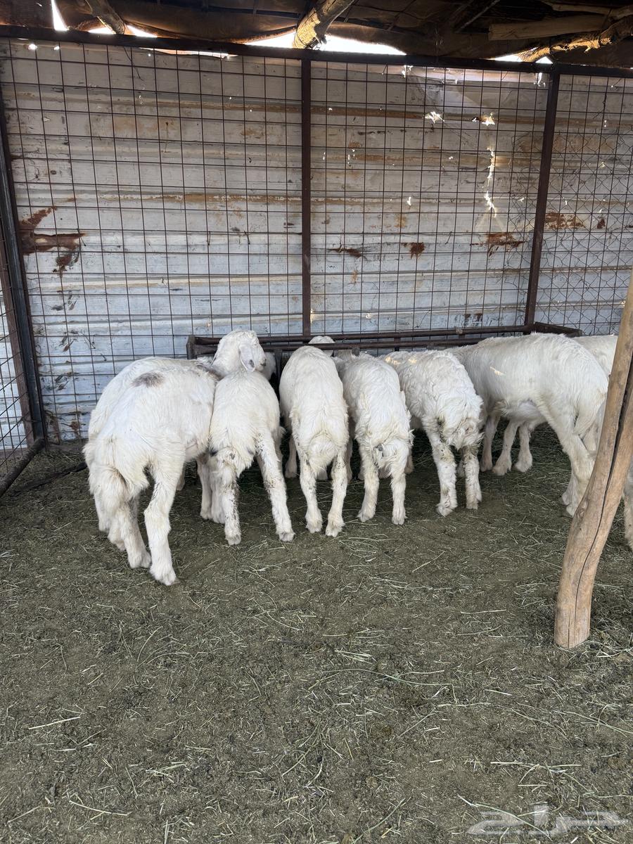 Crow64623545371907112