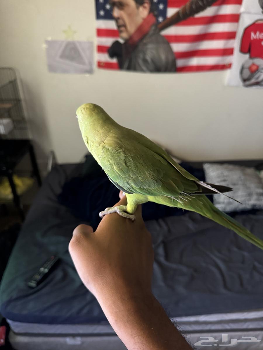 بغبان الدره فرخ ذكر عمره تقريبا خمسه اشهر64625453915010111