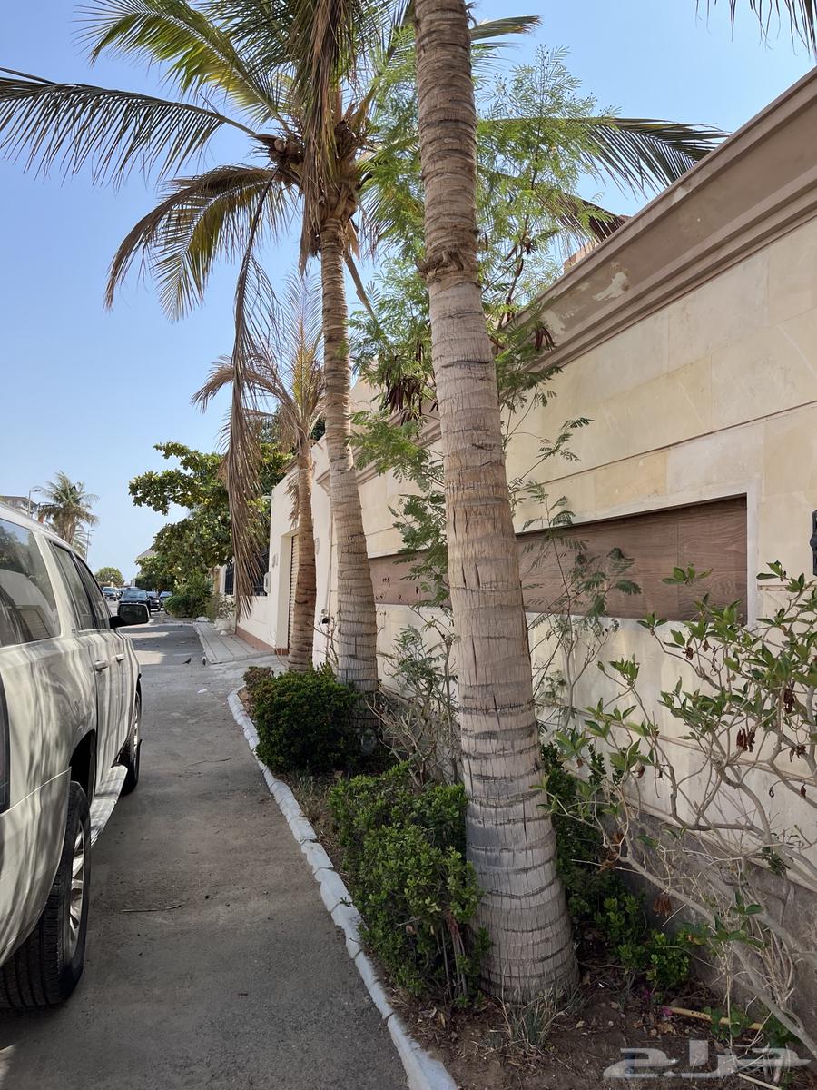 نخل واشنطن للبيع64616317480963111