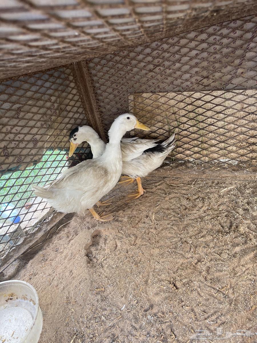 بط للبيع64621067664515110