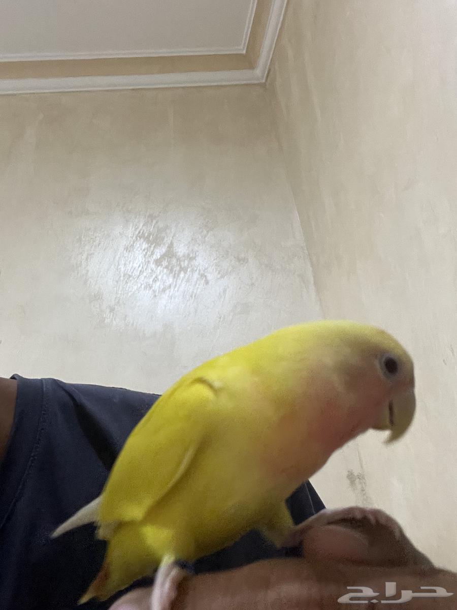 روز أليف للبيع64617962409090112