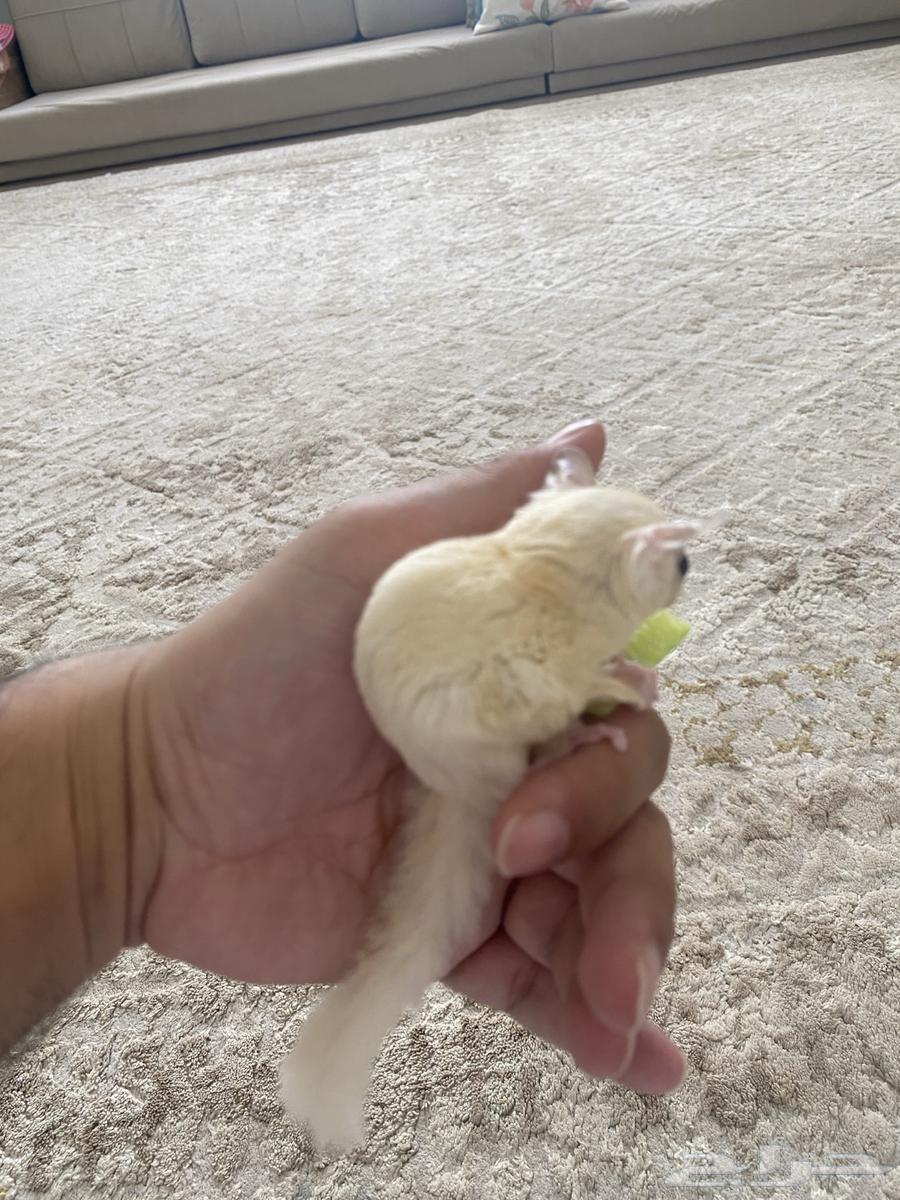 Sugar Glider Squirrel64618827019010111