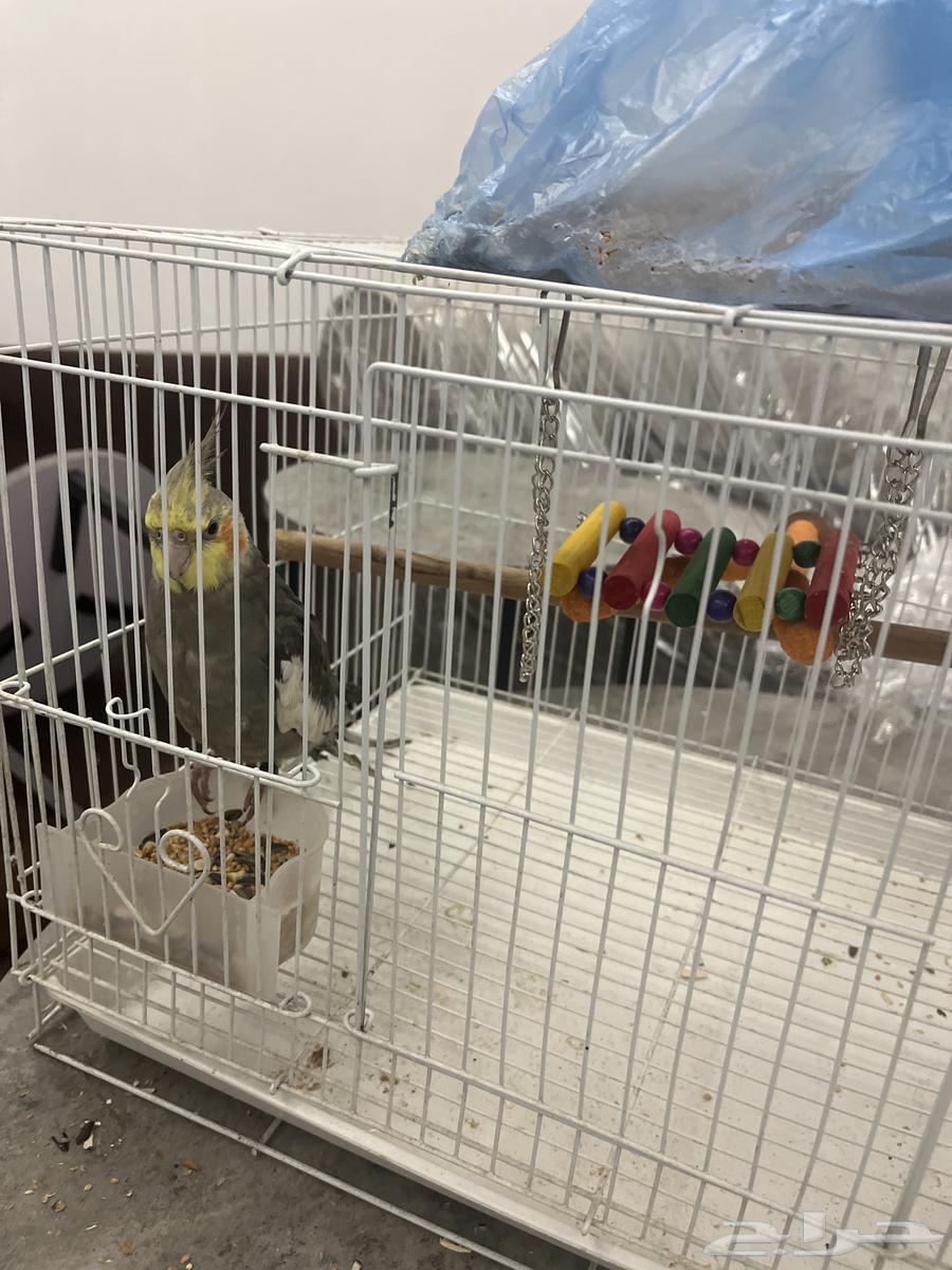 Cranesbill Bird Singing and Tame64623244719873111