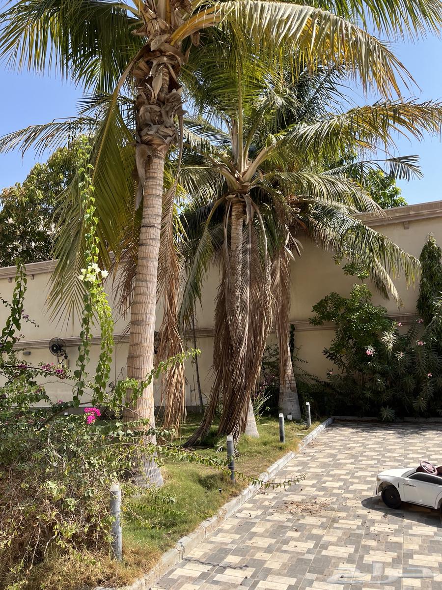 نخل واشنطن للبيع64616317480963113