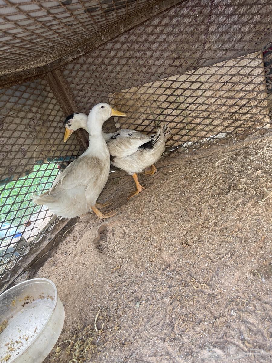 بط للبيع64621067664515111