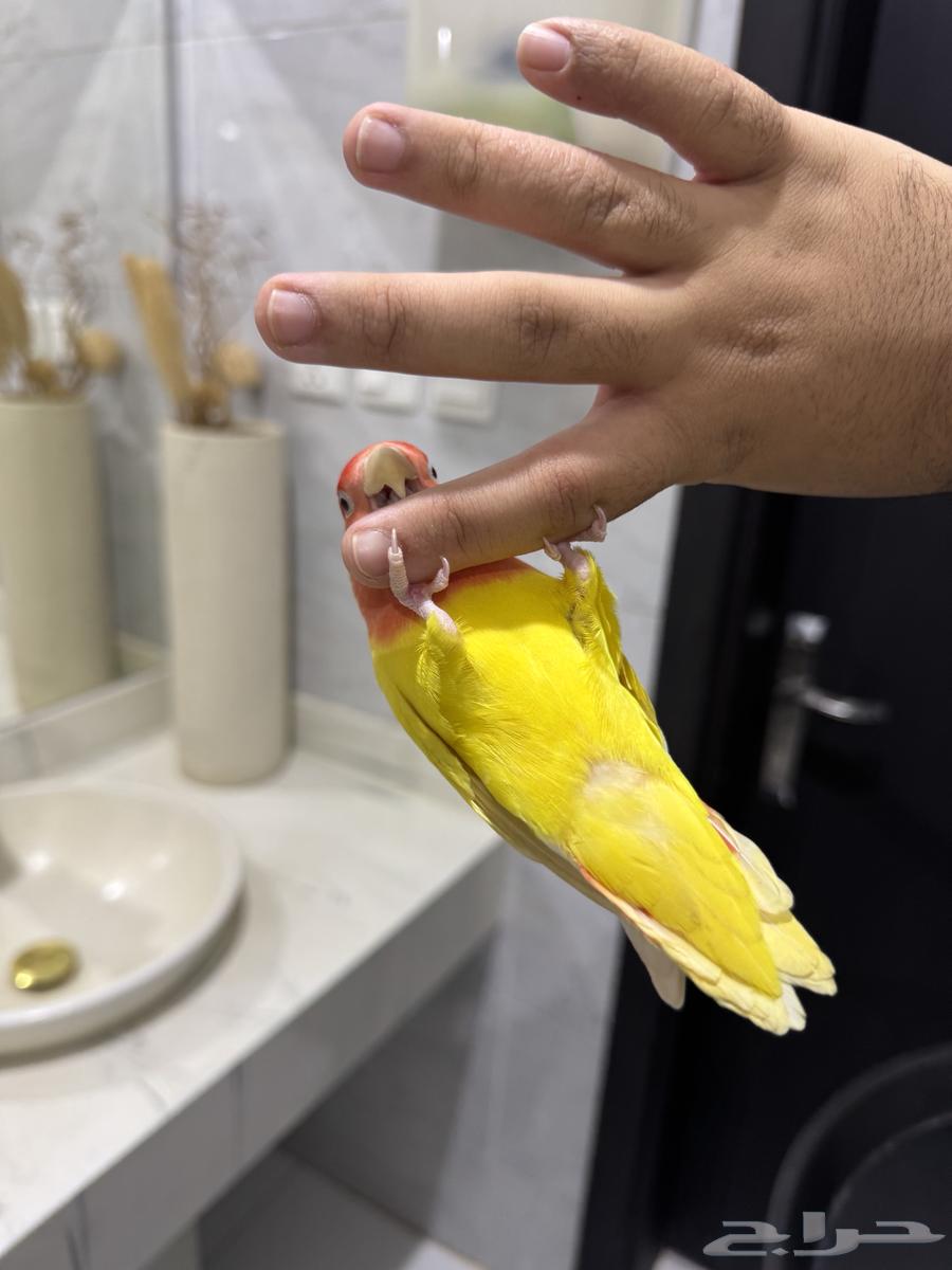 روز لاتينو عيون حمراء اليف حمامه للبيع64624585226499110