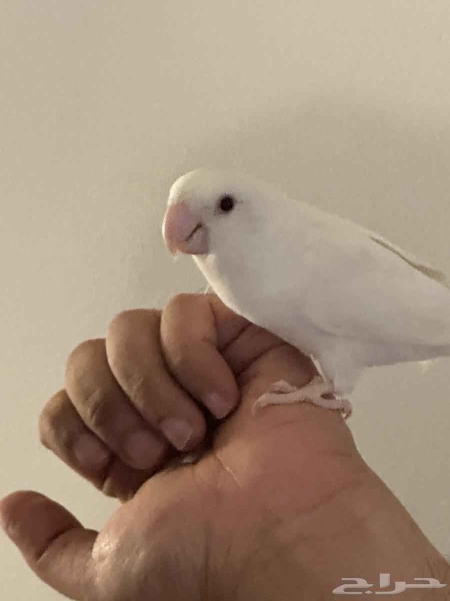 روز البينو ابيض للبيع64622774916865113