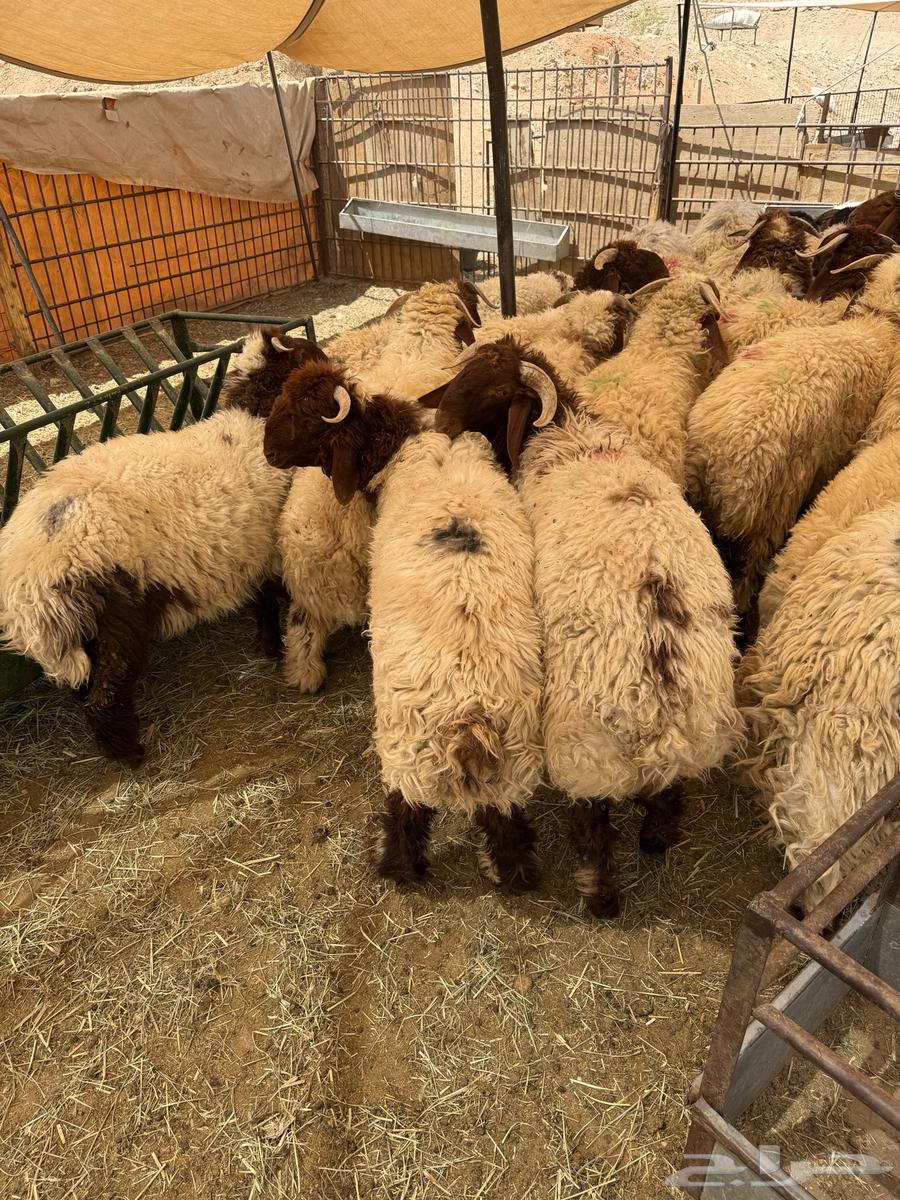 ذبايح نعيم بلدي تقييم 100 زبون64621617299970110