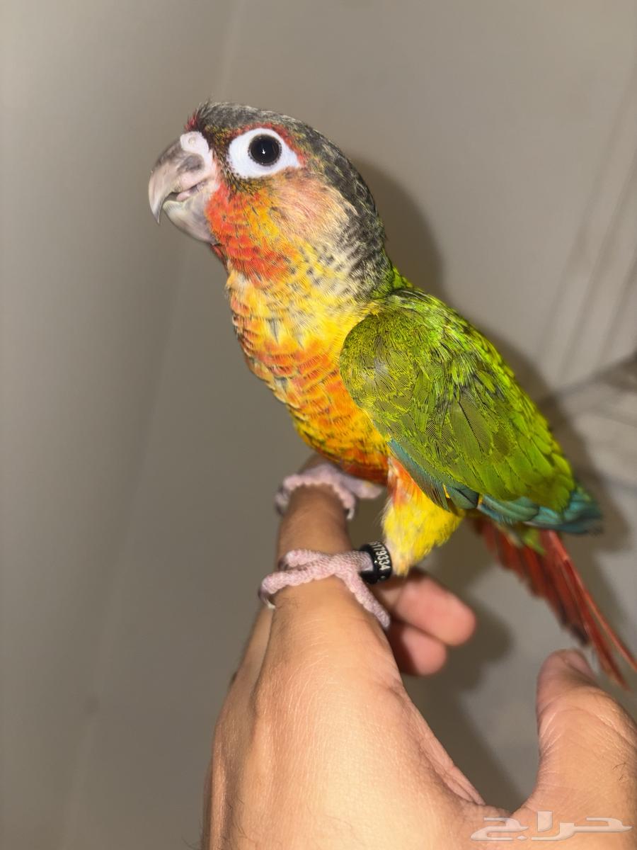 Senior Yellow-sided Red Factor (Male Analyst)64624524160258113