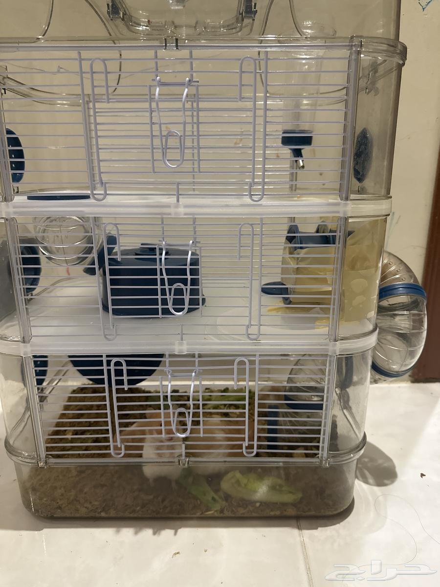 زوج هامستر للبيع64617700317443111