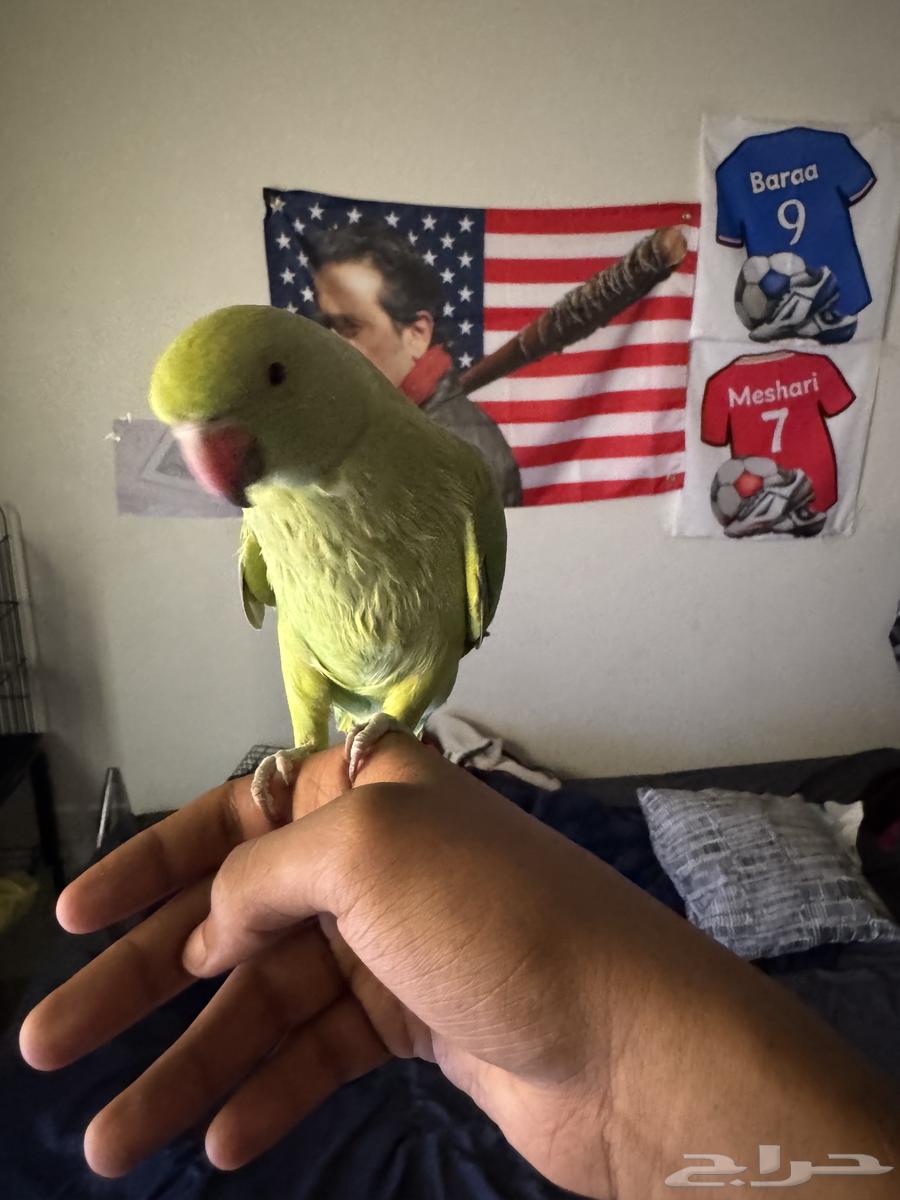 بغبان الدره فرخ ذكر عمره تقريبا خمسه اشهر64625453915010113