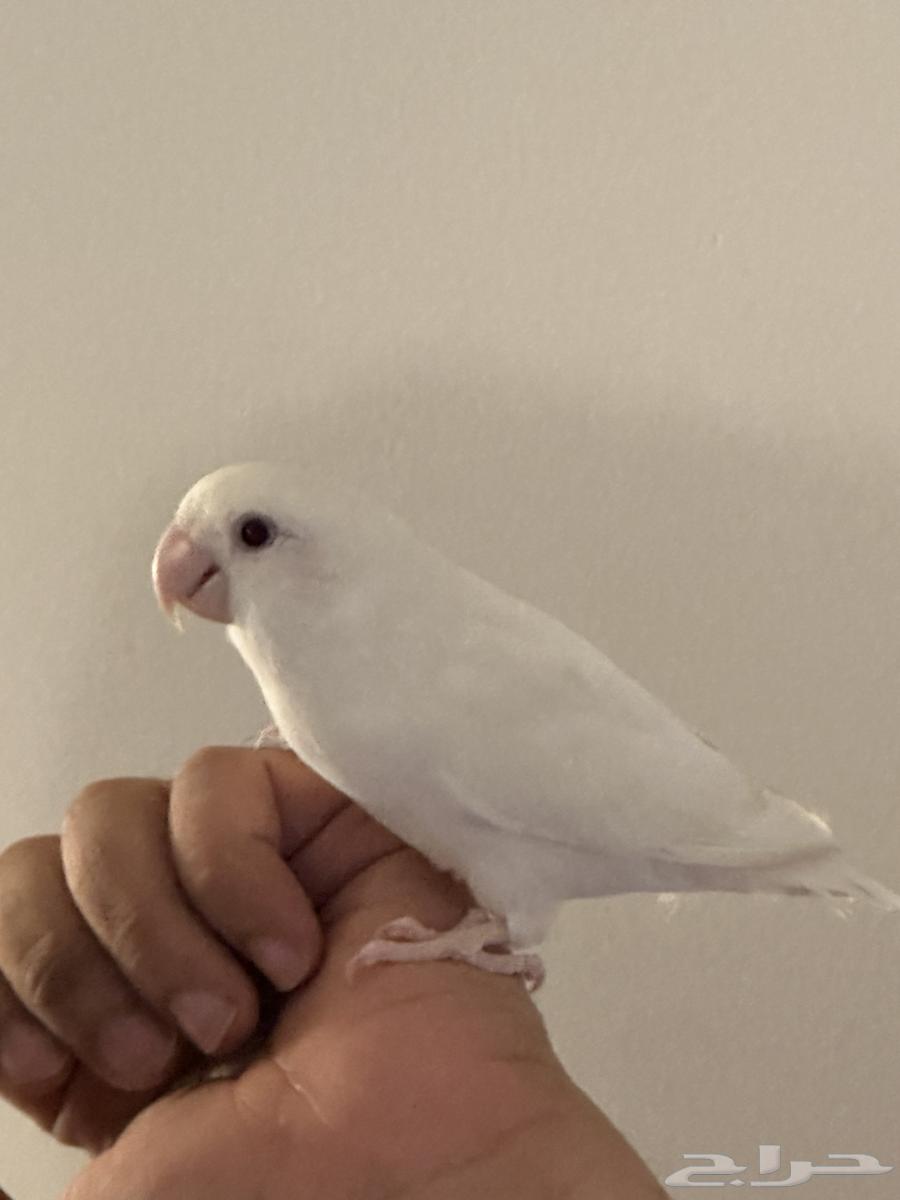 روز البينو ابيض للبيع64622774916865111