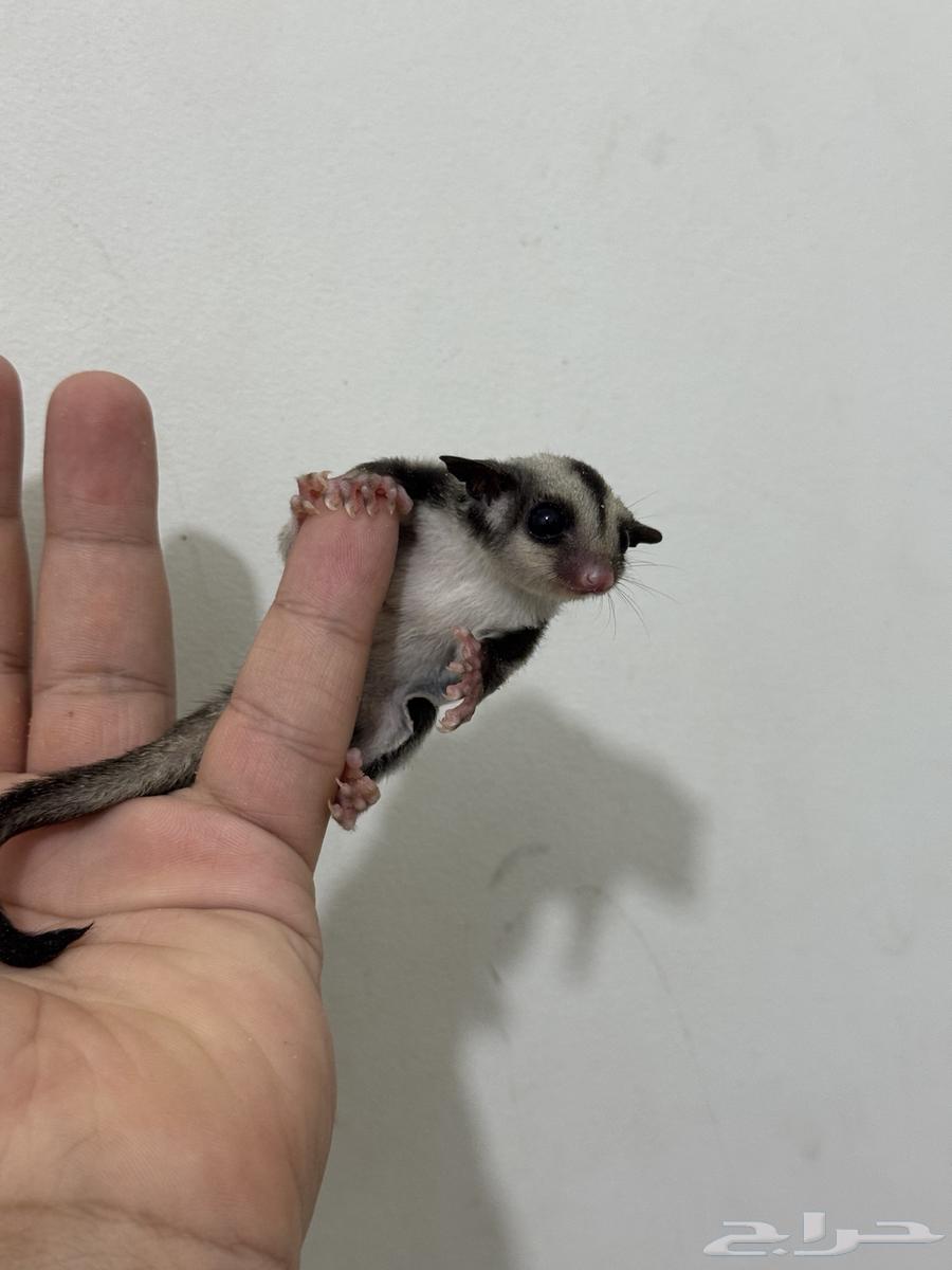 Small Flying Squirrel (Sugar Glider) Classic64625882731649110