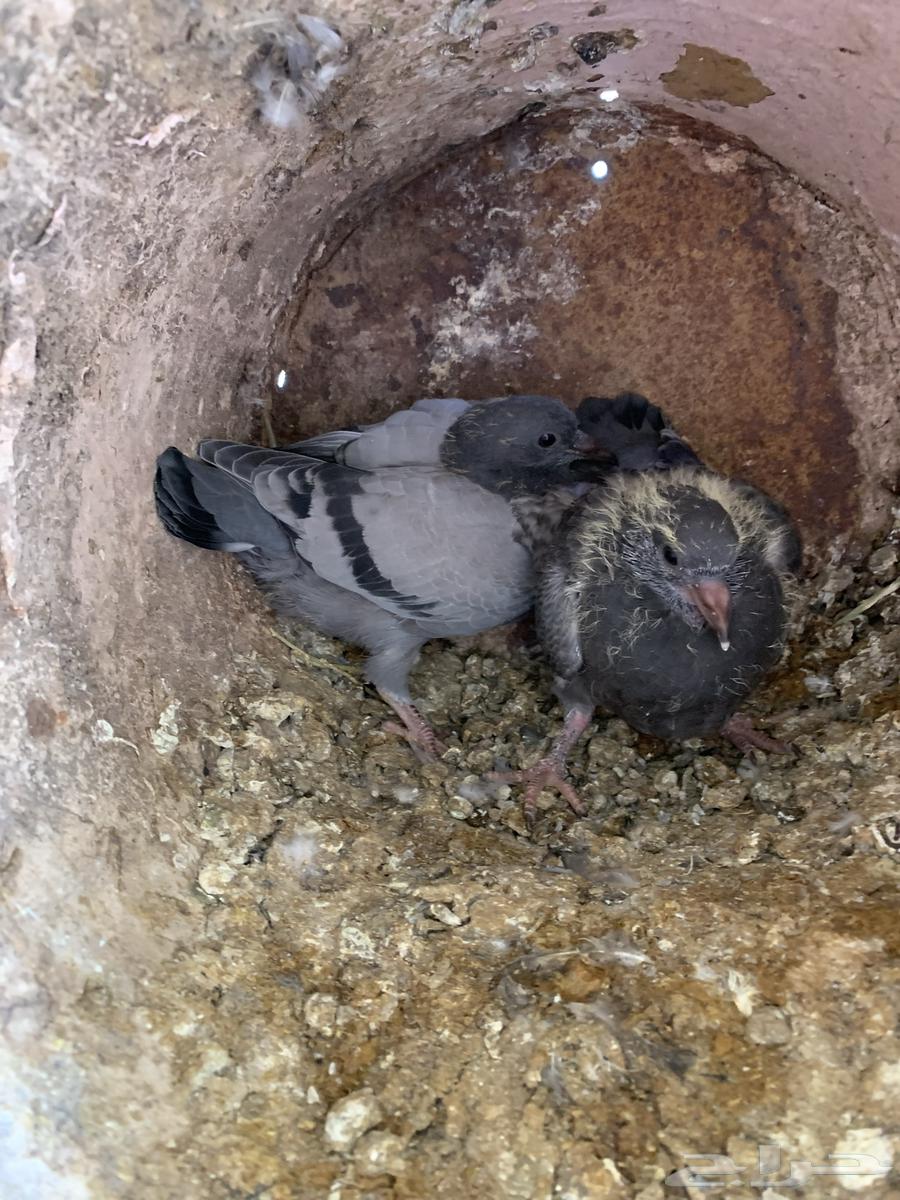 زعاليل للبيع64618890341761110