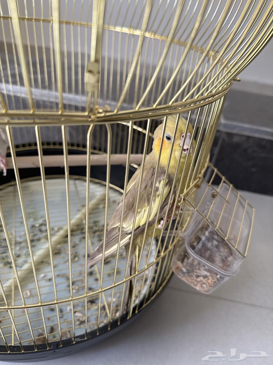 انثى كروان للبيع64620429785089110