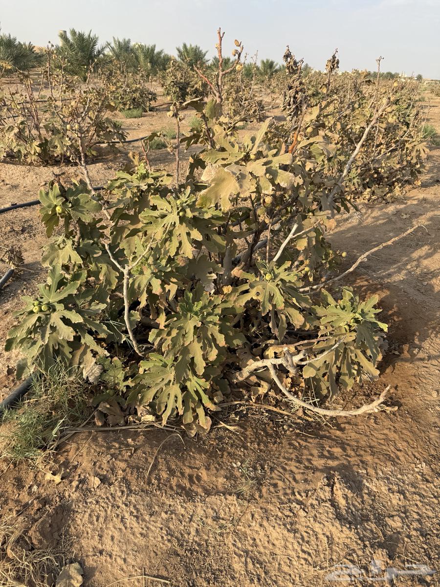 Fig Trees for Sale64619580100098114