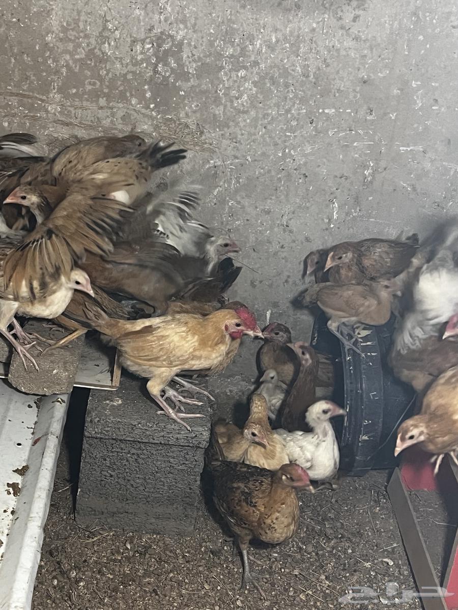 Chicks64616690697345110