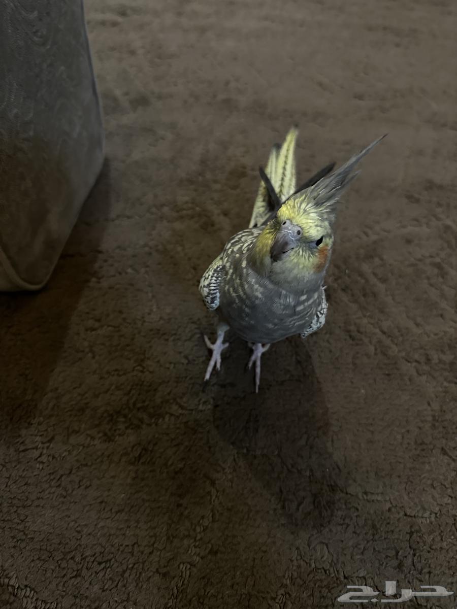 طير كروان للبيع64620568148739111