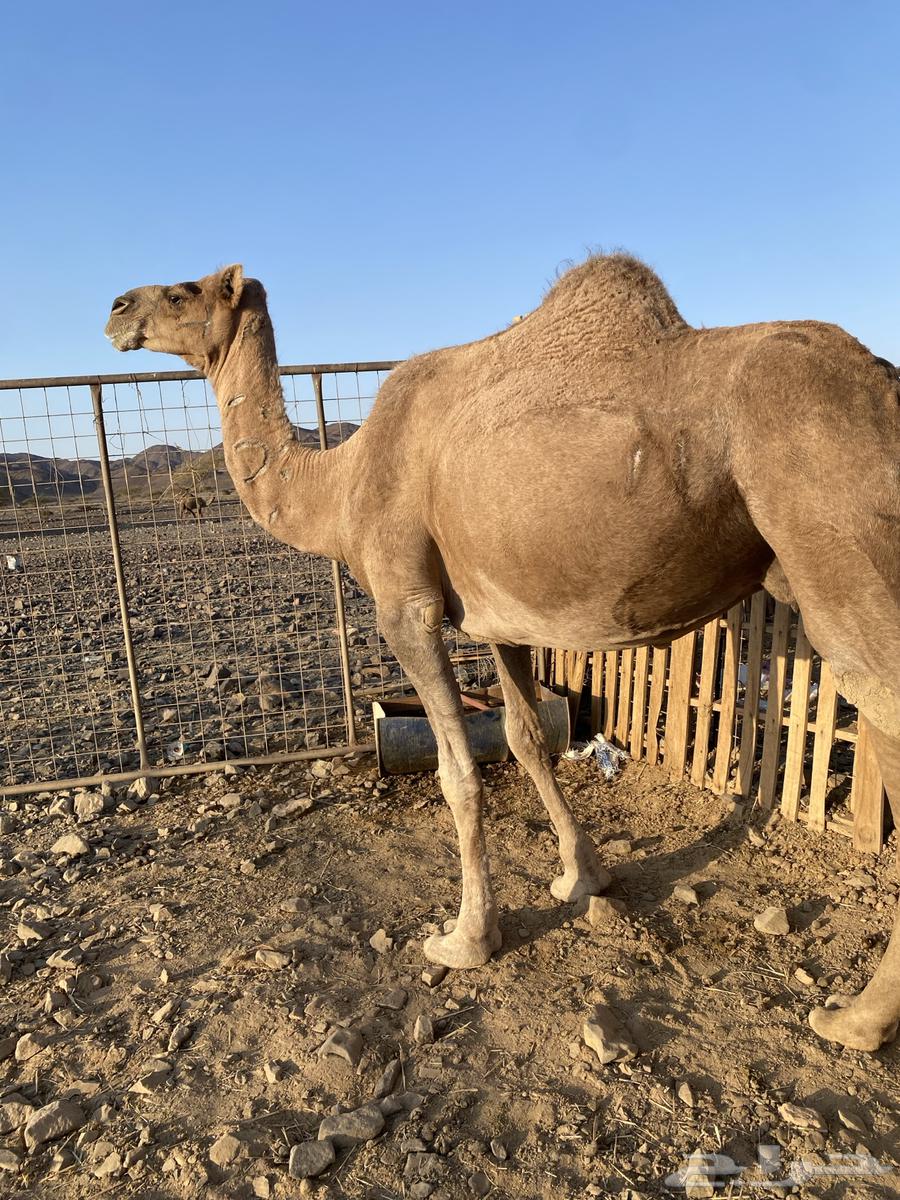 لقحه حمراء ساحليه تلد بدريه الحد5800تمم البيع64619242381953110