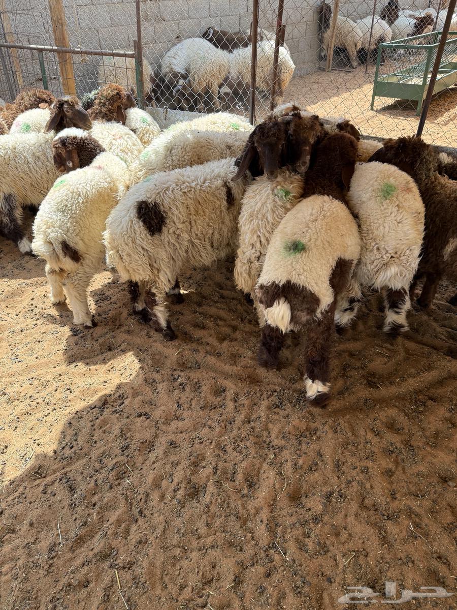 ذبايح نعيم بلدي تقييم 100 زبون64621617299970113