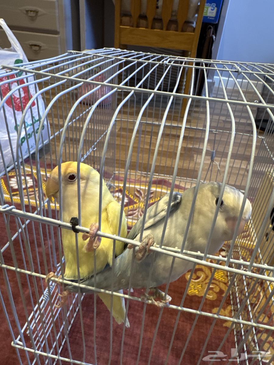 طيور روز جوز الذكر عيون حمرا والانثى اليفه ماتعض64625797607937111