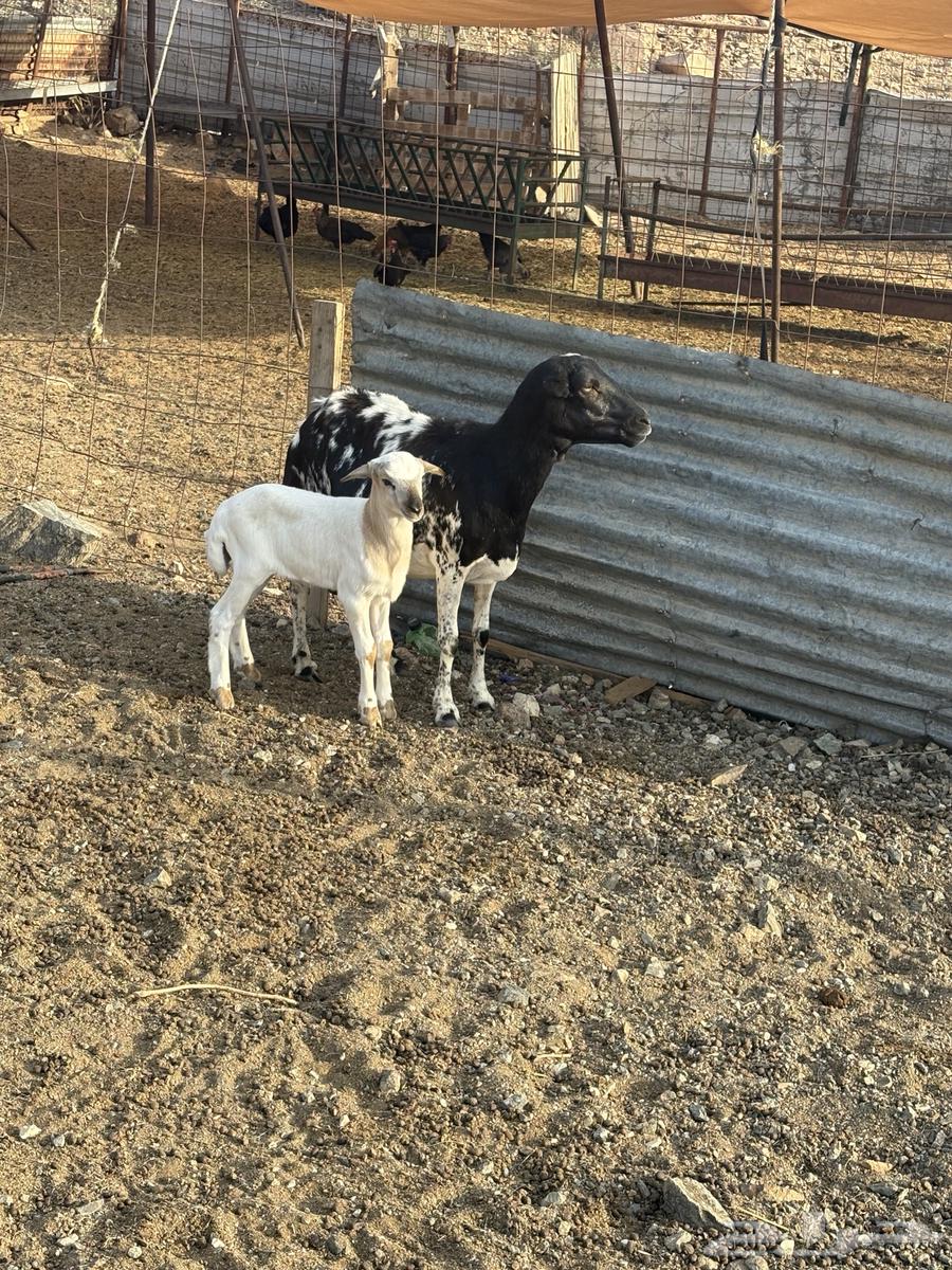 شاه رفيديه معها طلي تم البيع64622166213633113