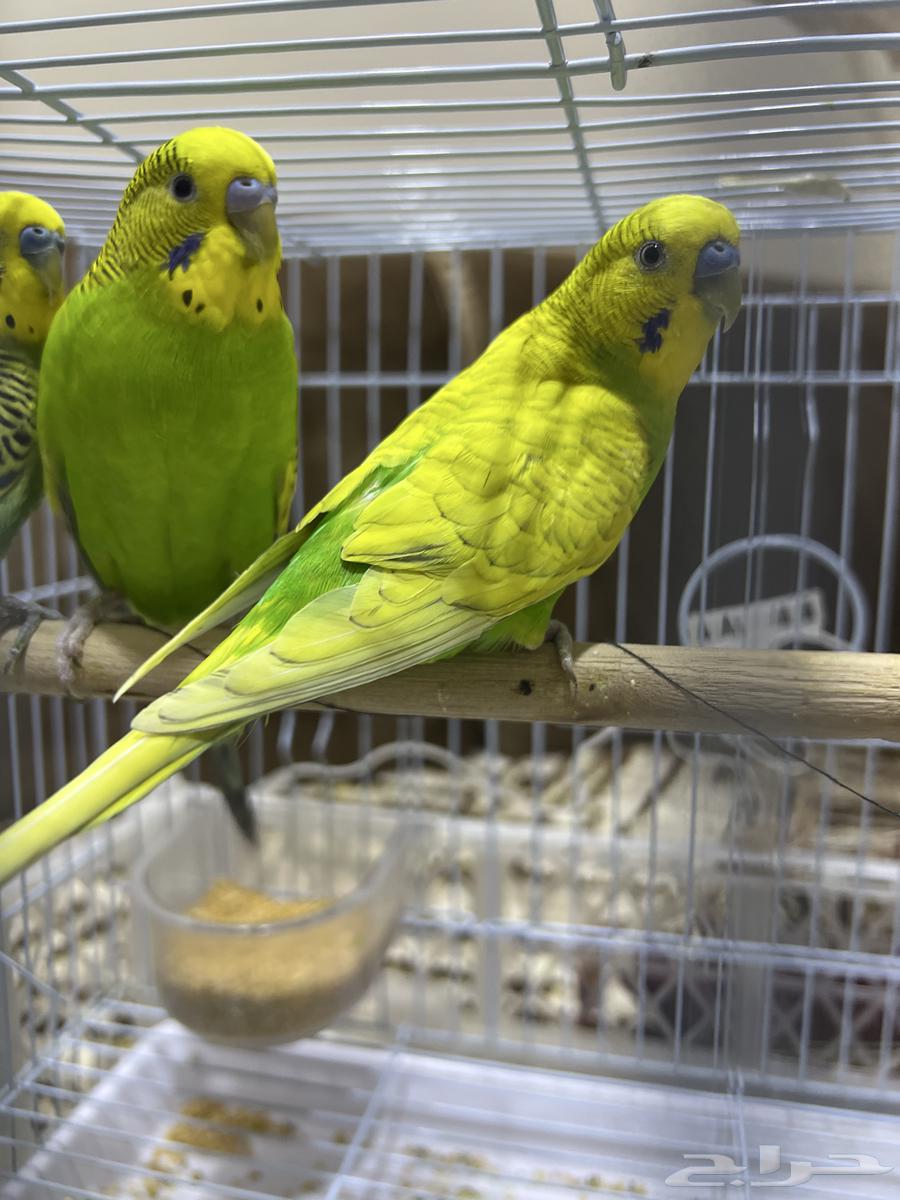 طيور الحب64622762581635110