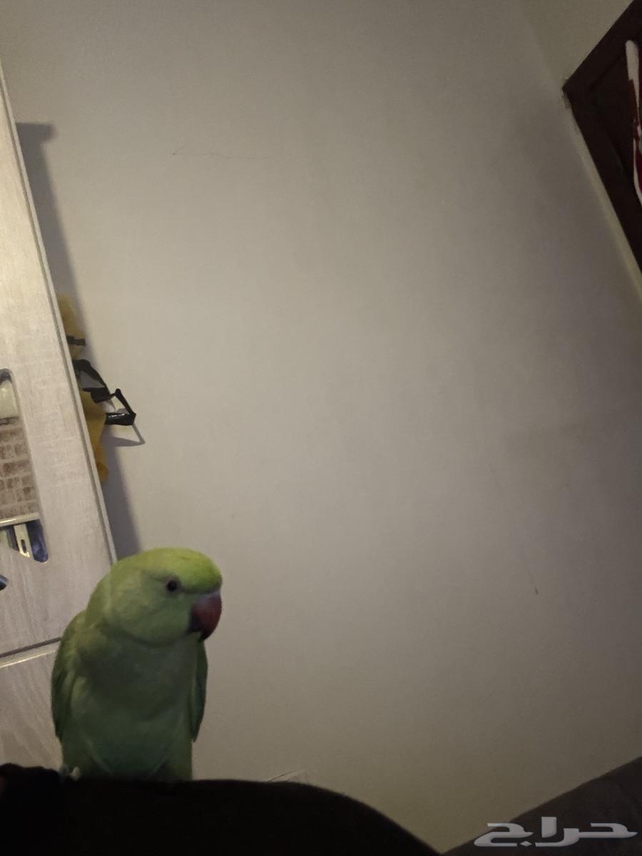 بغبان الدره فرخ ذكر عمره تقريبا خمسه اشهر64625453915010110