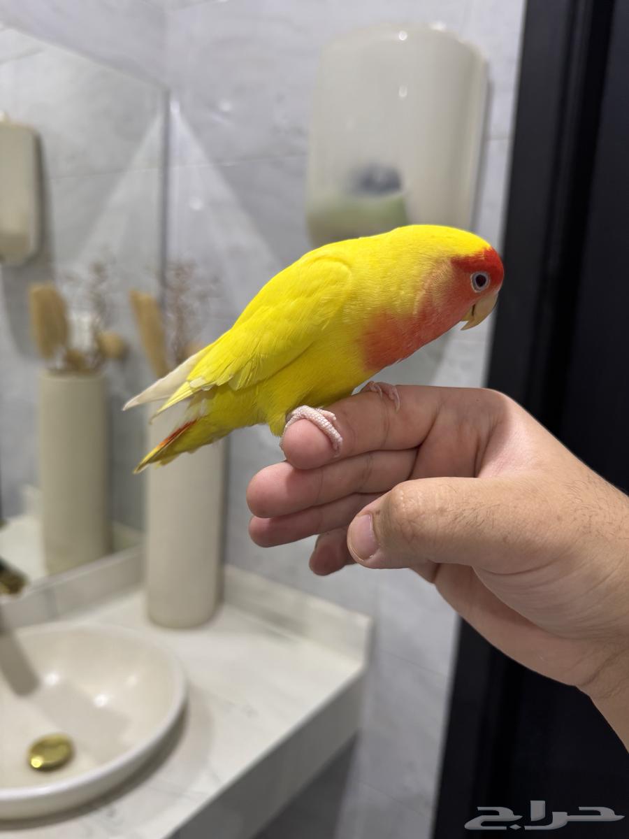 روز لاتينو عيون حمراء اليف حمامه للبيع64624585226499111